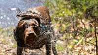 taiga_shake_off_lake_1-4000