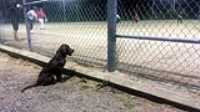 taiga_softball_fan