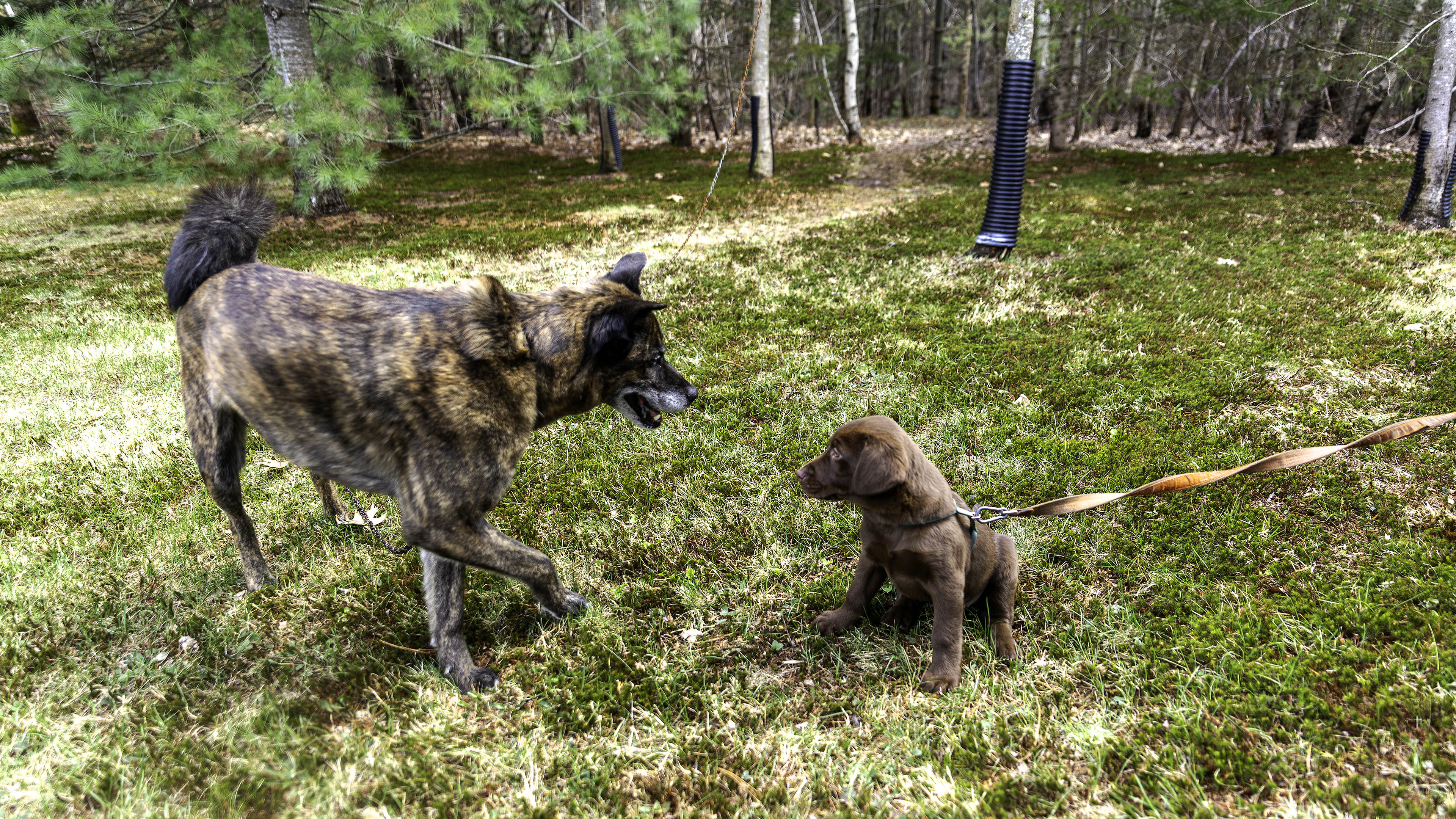 beryl_puppy_day_3_outside