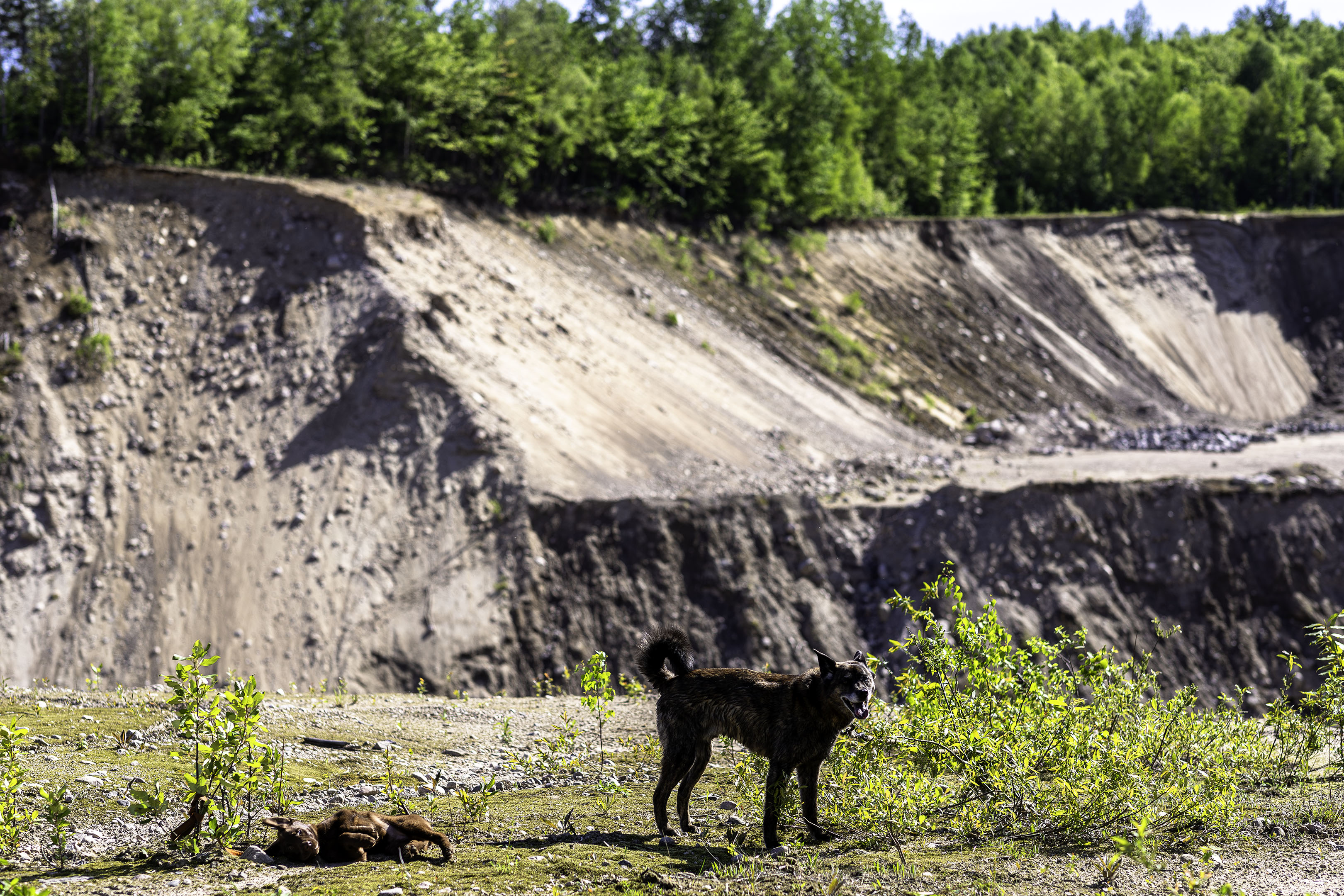 beryl_taiga_quarry_roll