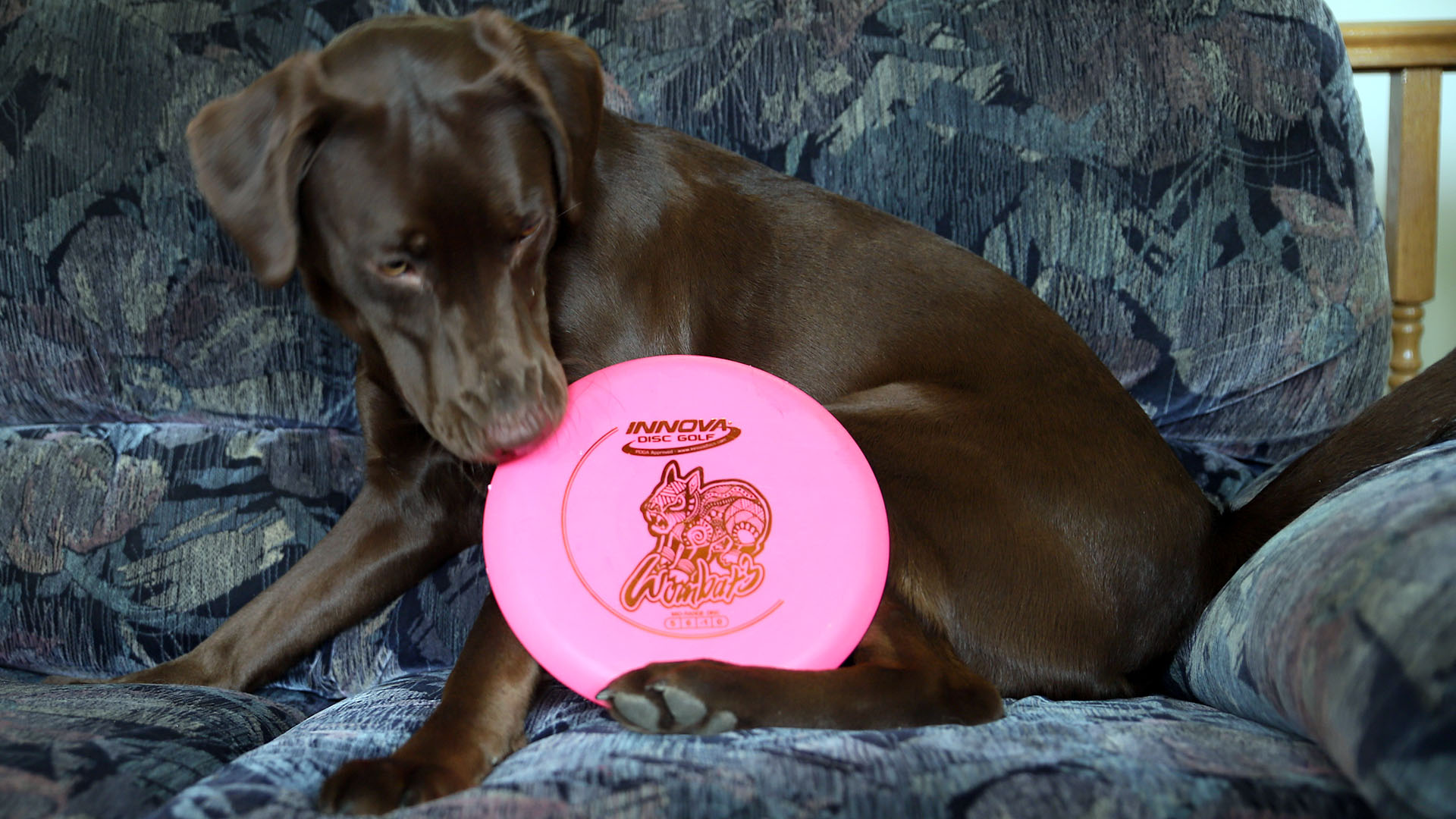 discgolf_wombat_taiga