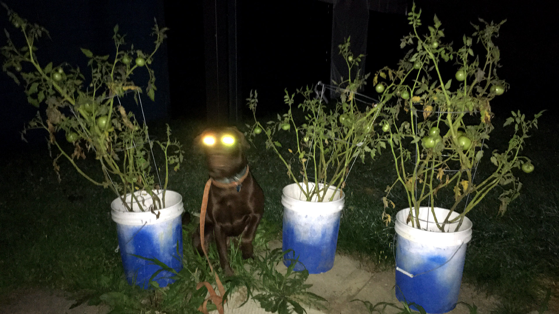 doggo_headlight_tomato_night