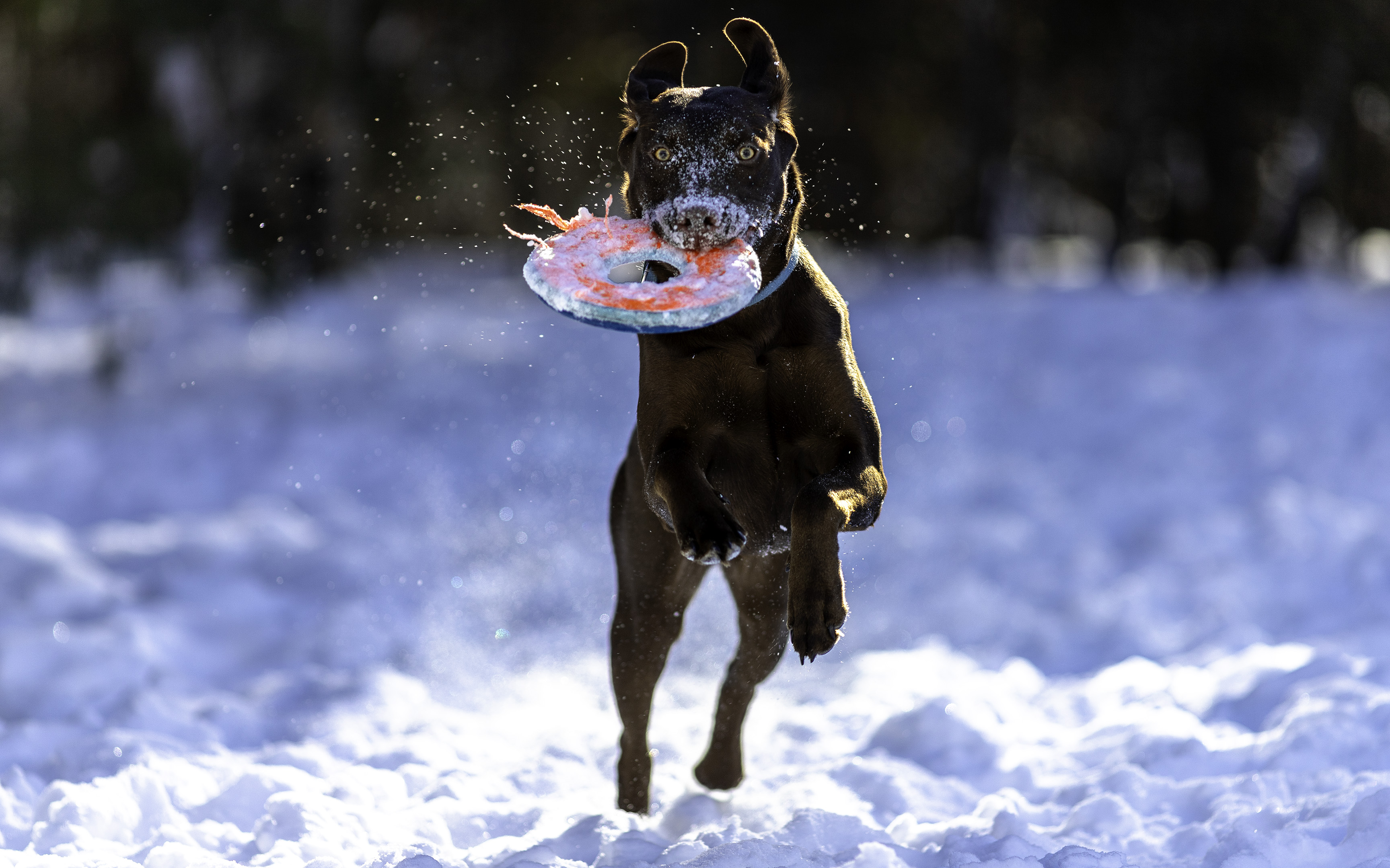 face_run_snow_disc_taiga