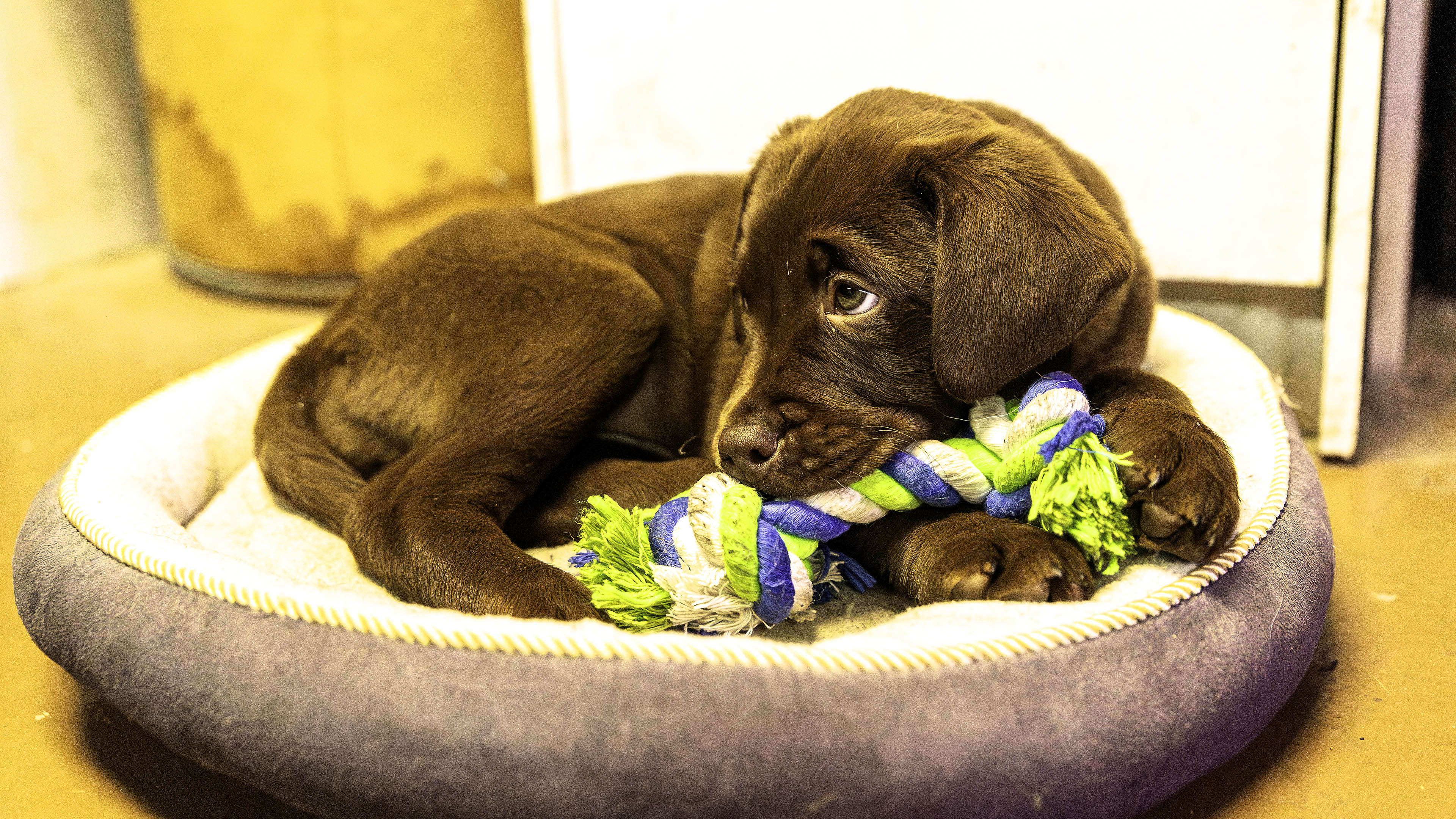 puppy_toy