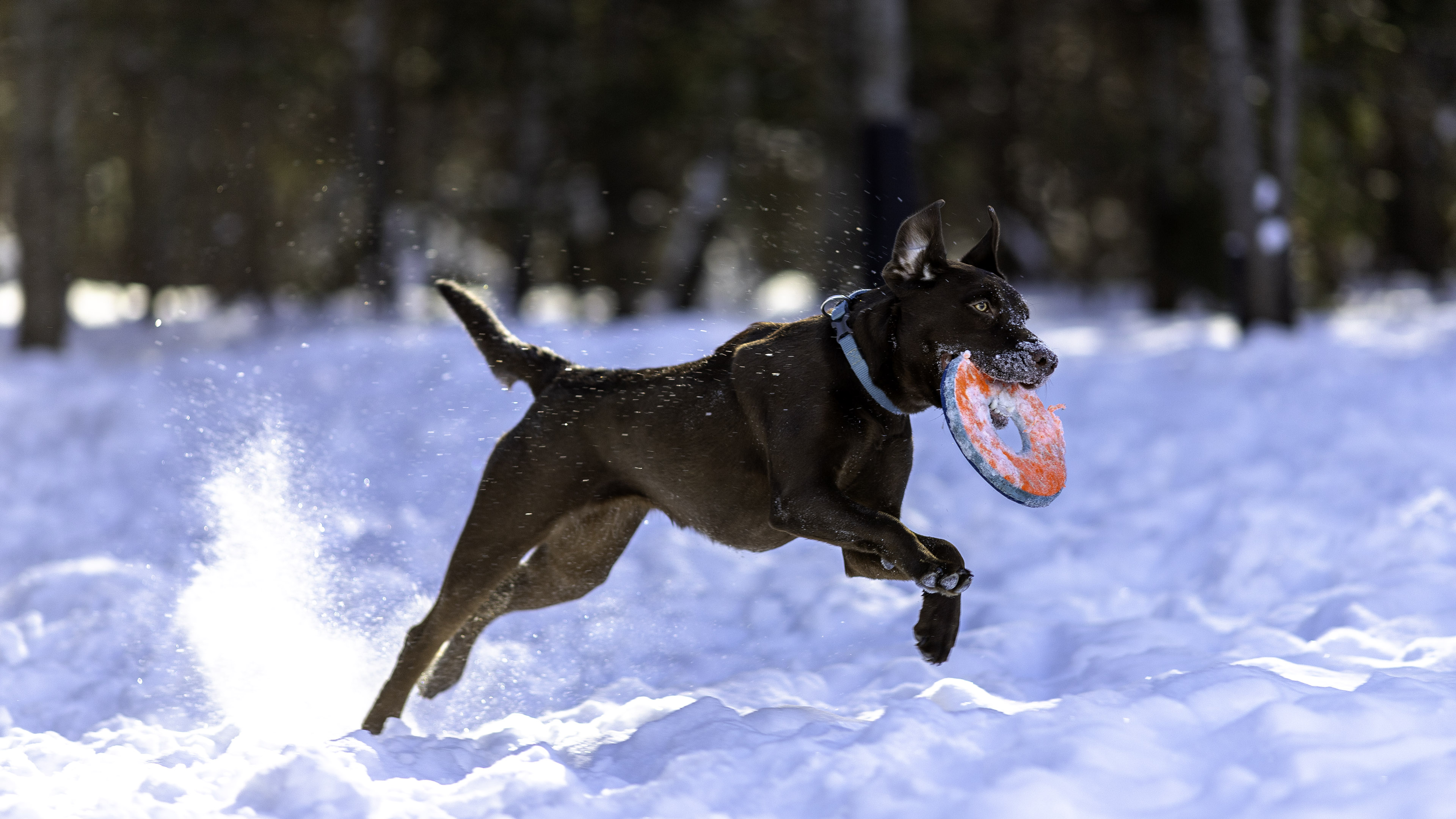side_run_snow_disc_taiga