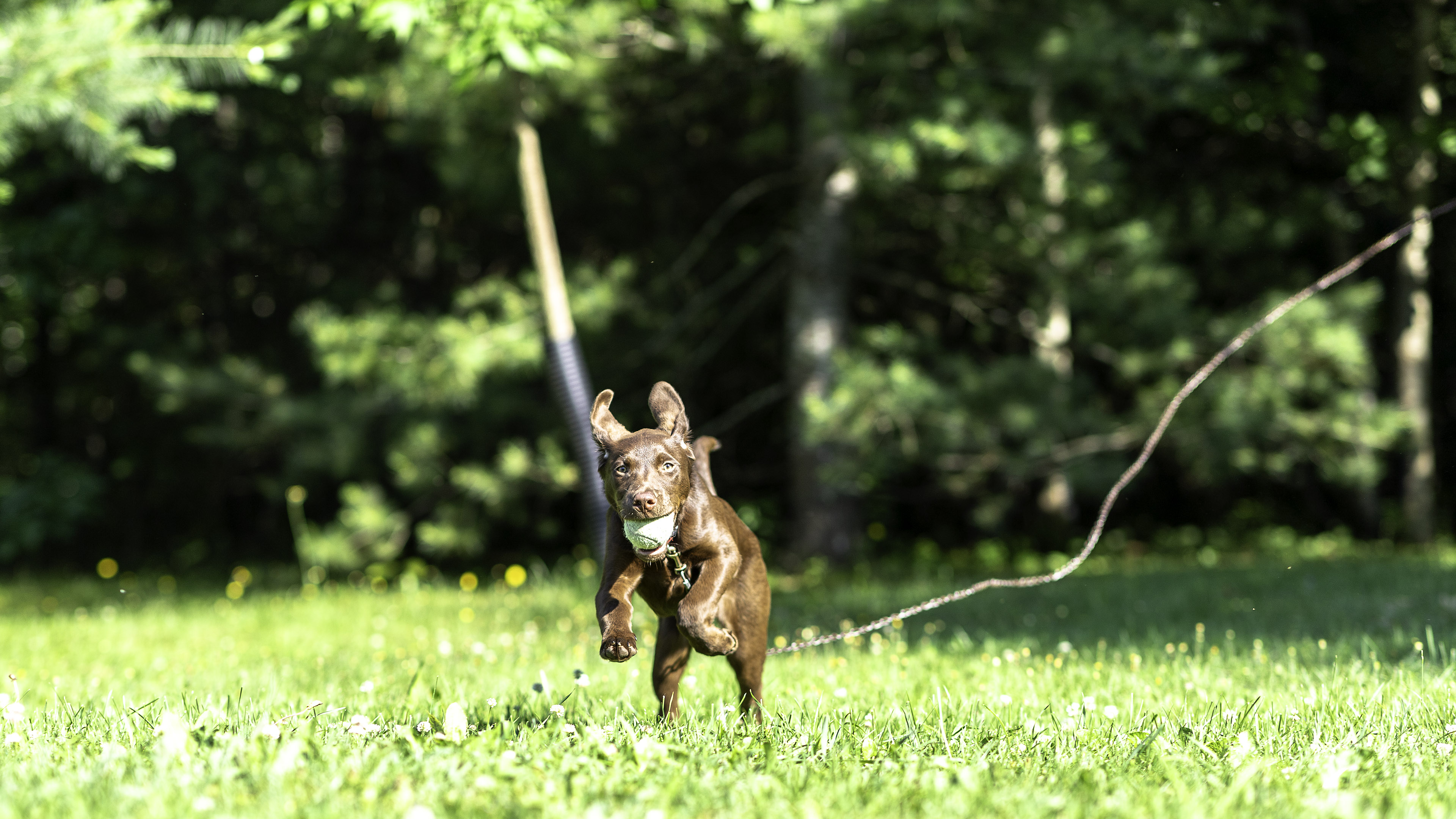 taiga_cours_balle_bebe_1