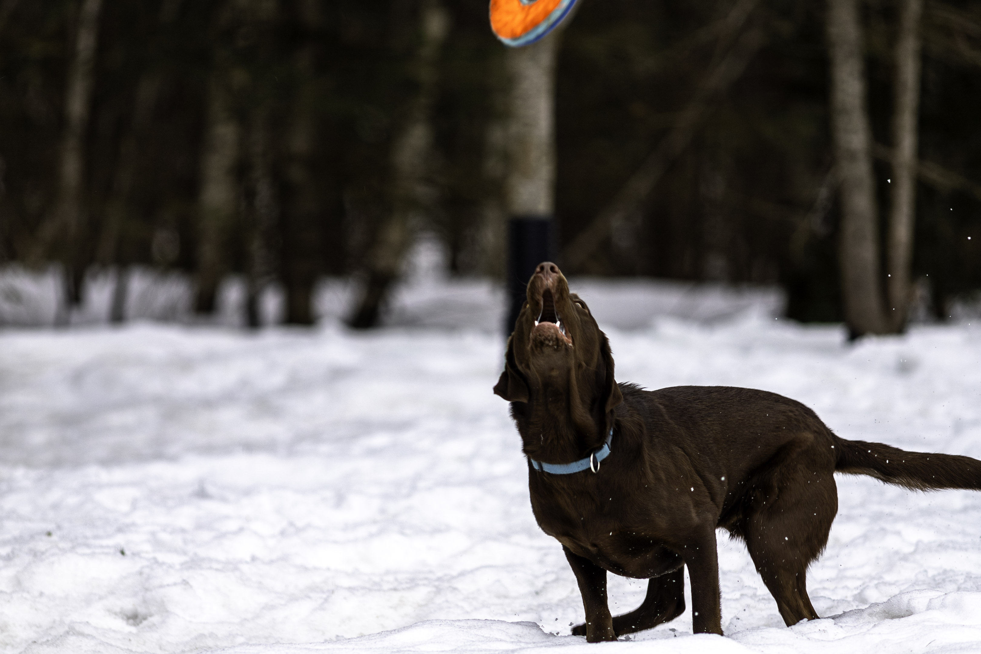 taiga_fetch_disk_catch_air_crop_snow