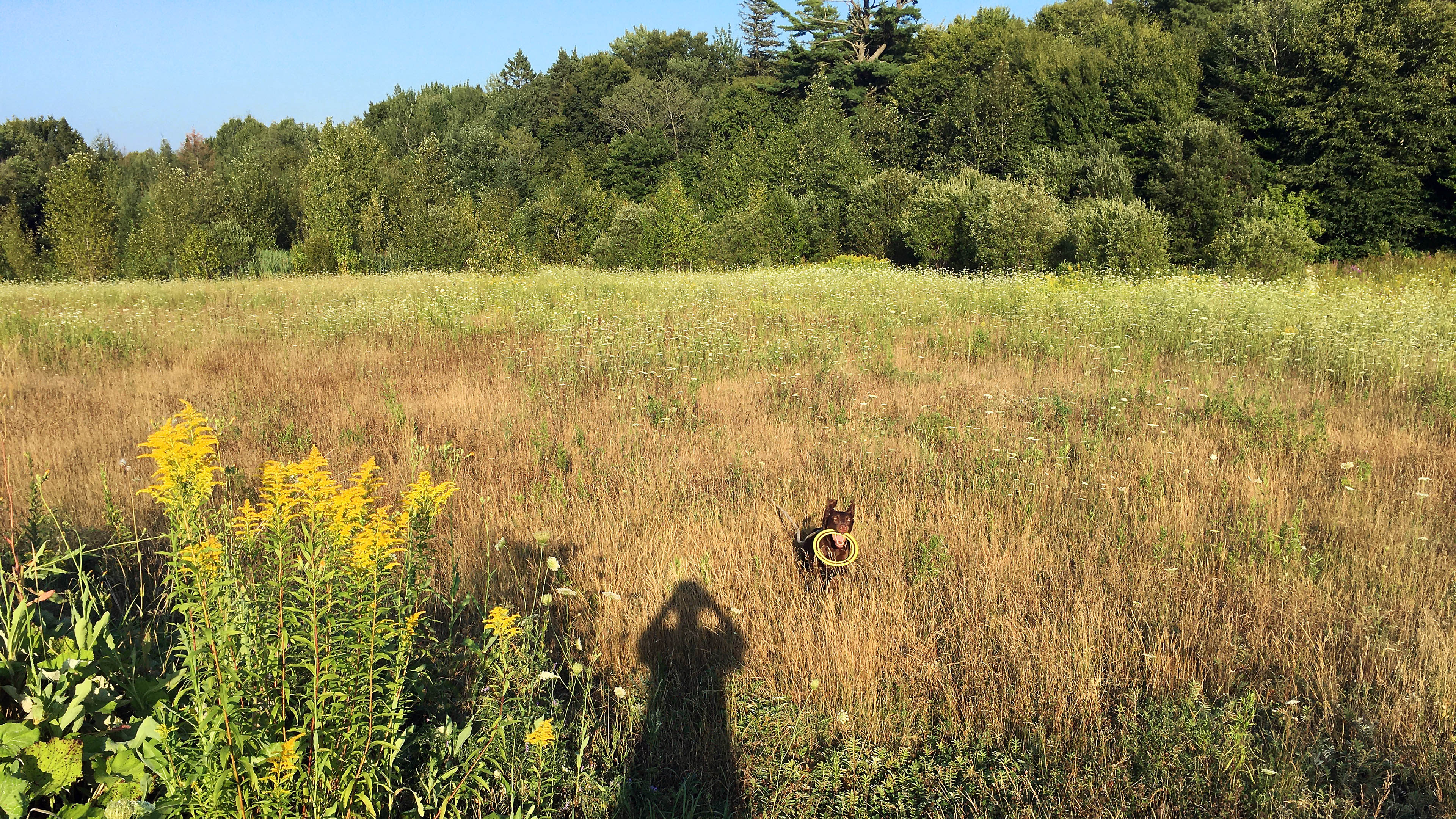 taiga_fetch_field