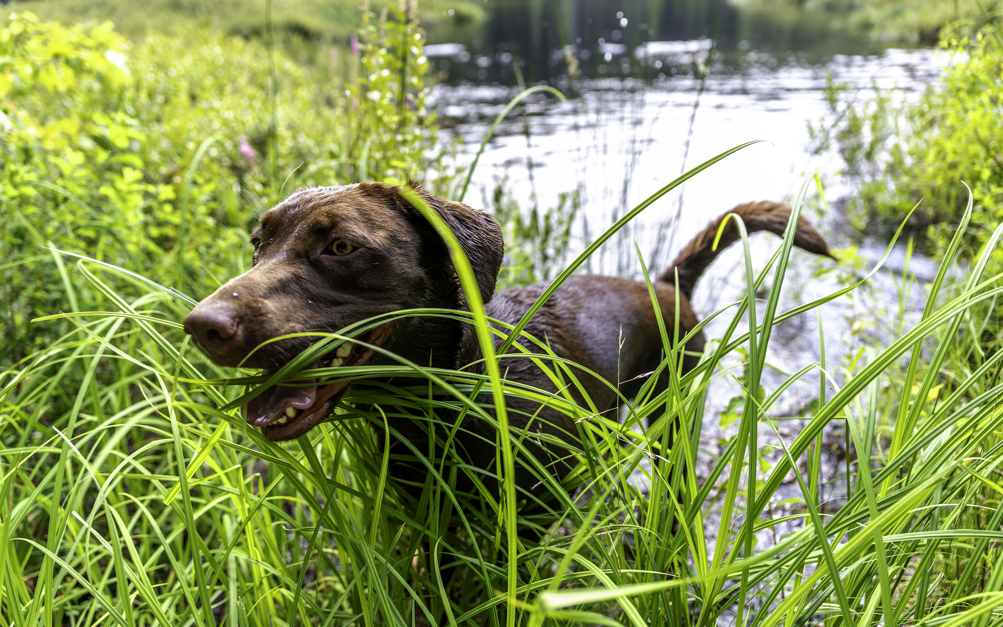 taiga_grass_lake