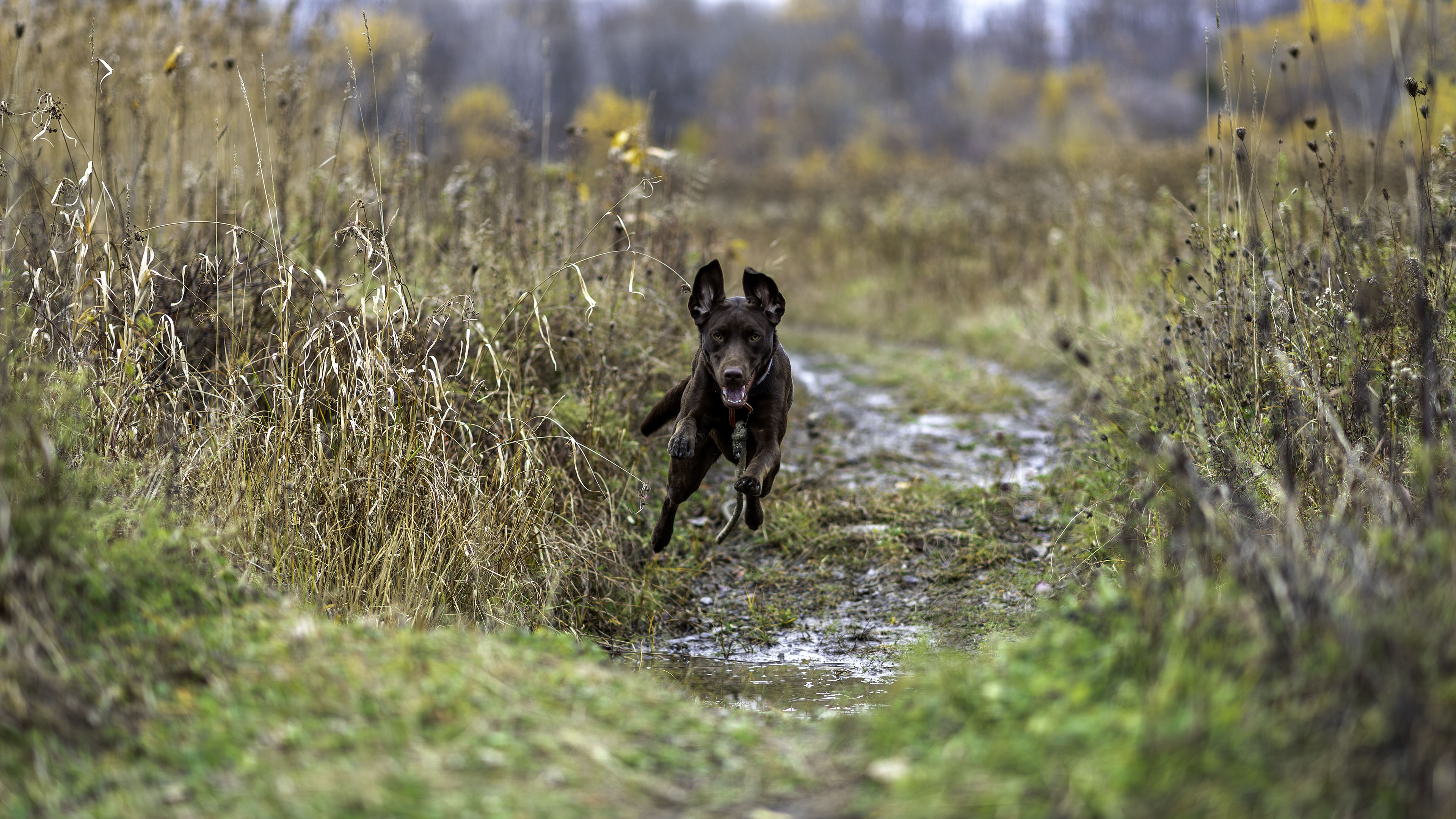 taiga_jump_trail_puddle