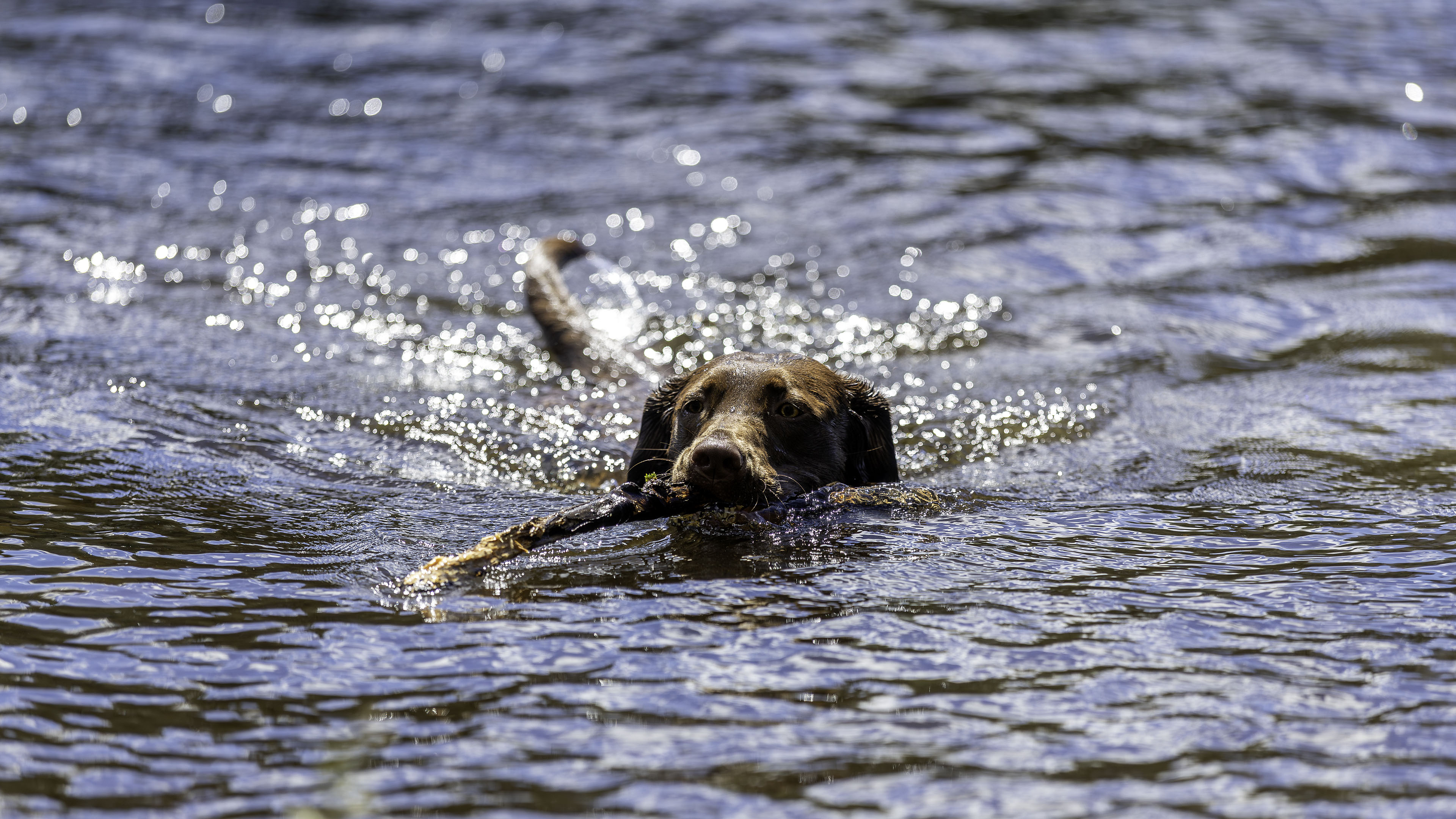 taiga_lake_fetch_stick