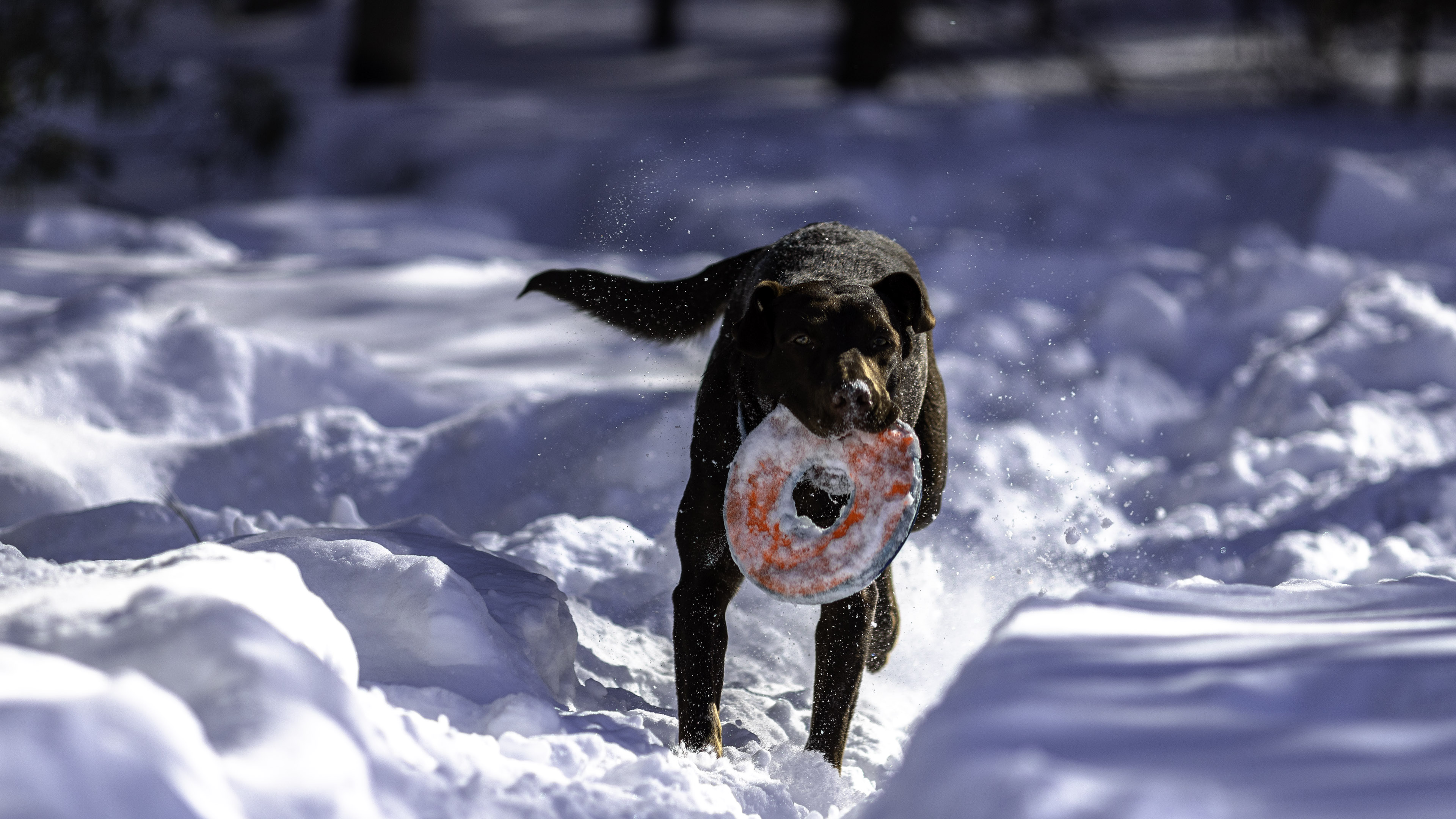 taiga_neige_disc_280mmf4_1