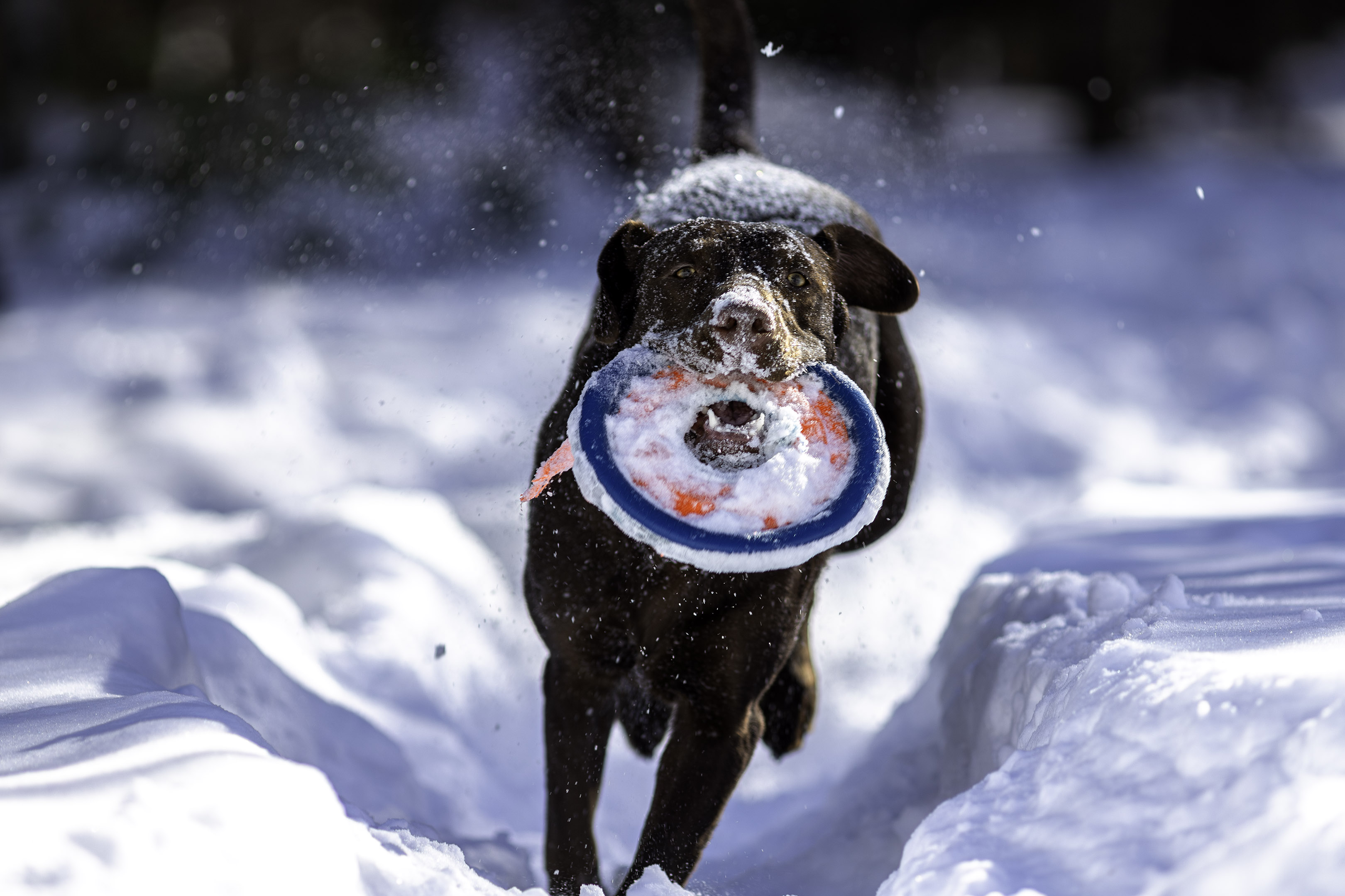 taiga_neige_disc_280mmf4_2