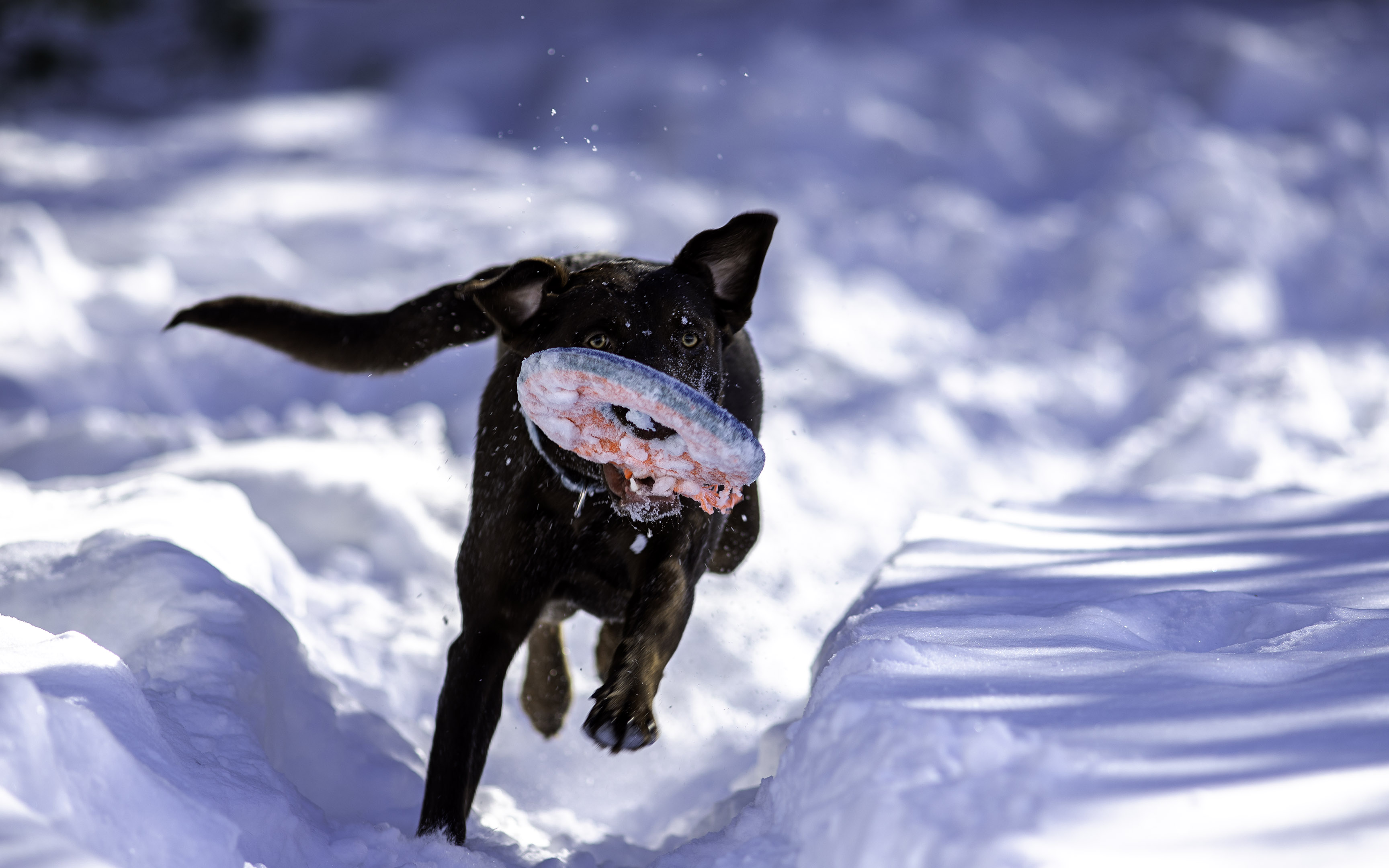 taiga_neige_disc_280mmf4_5