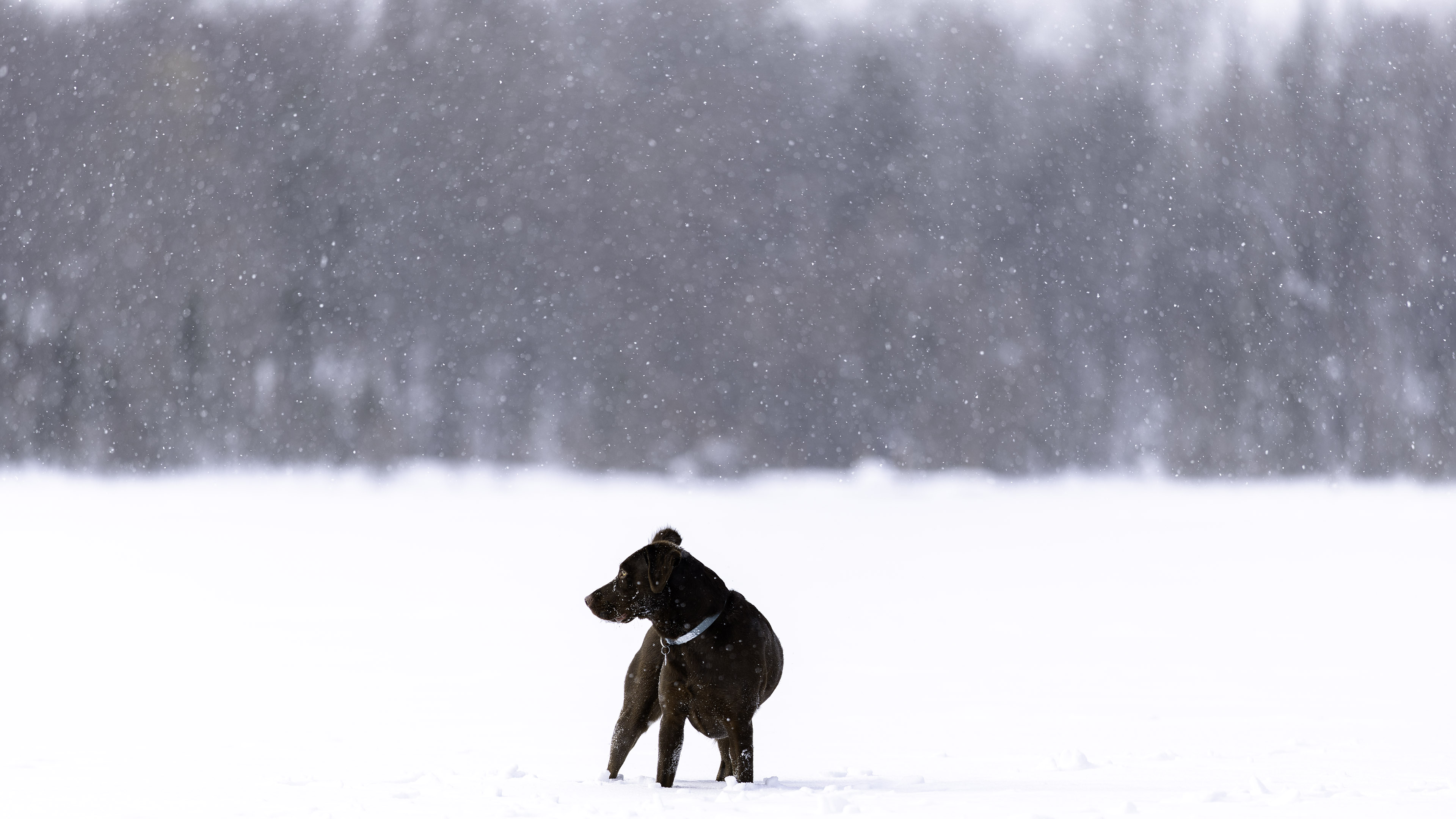 taiga_neige_lac_1
