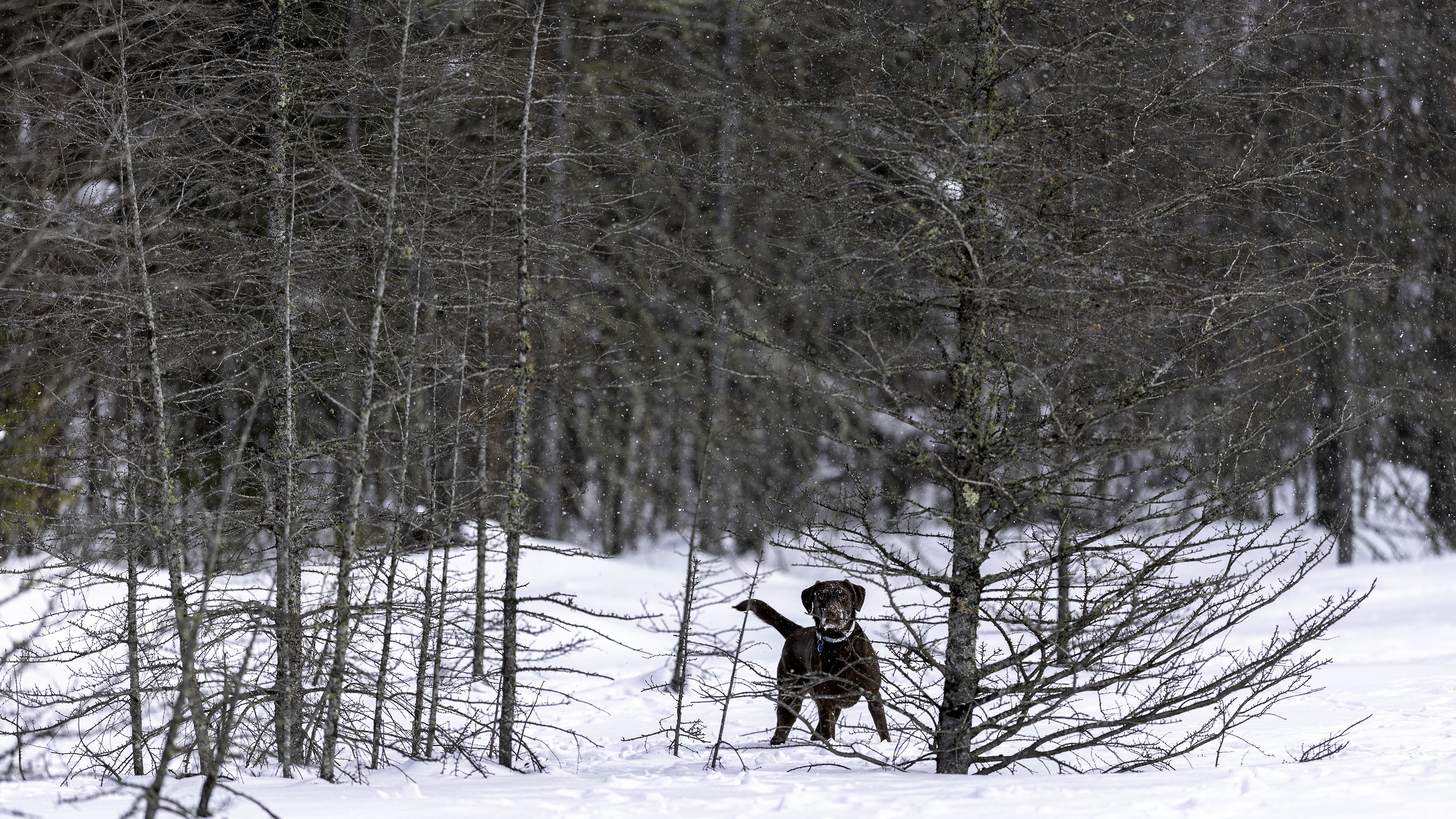 taiga_neige_lac_3