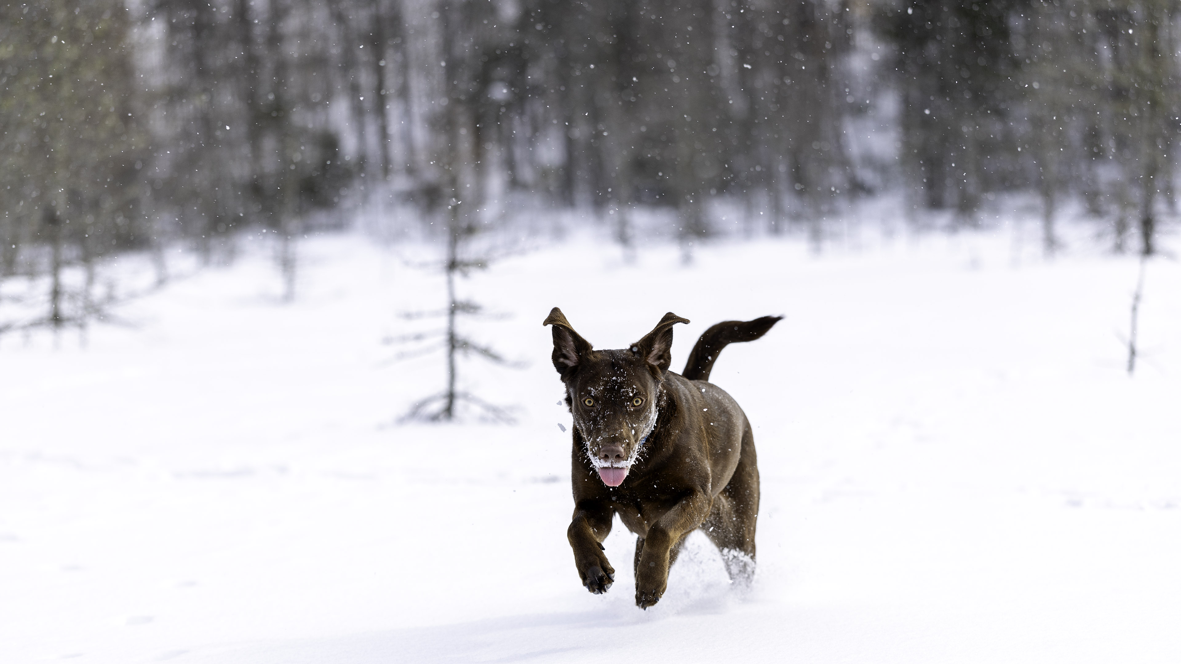 taiga_neige_lac_4