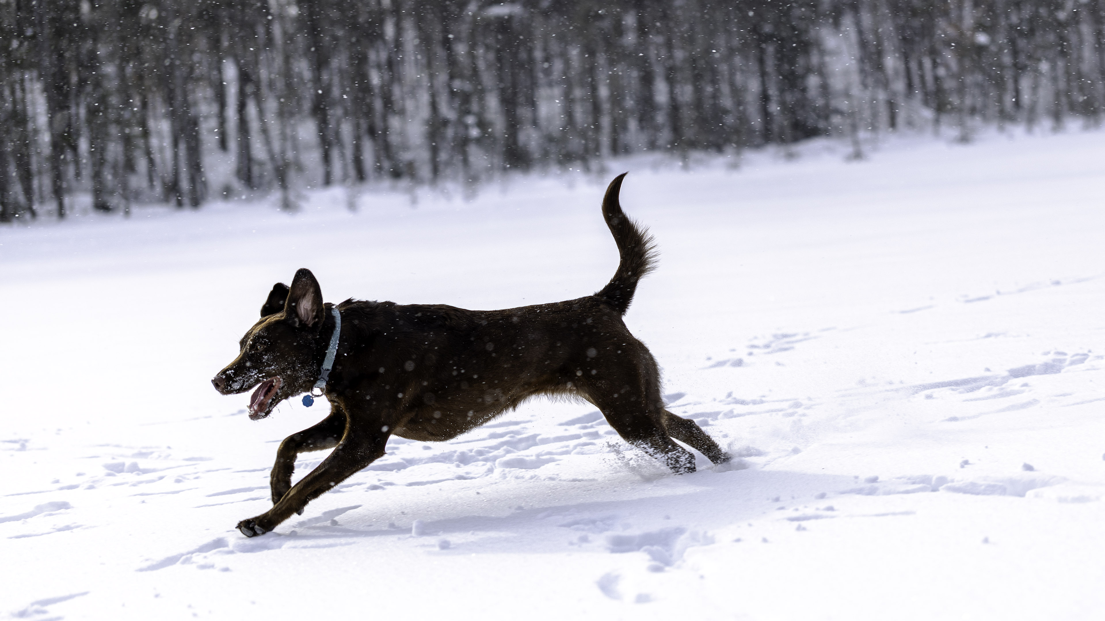 taiga_neige_lac_6