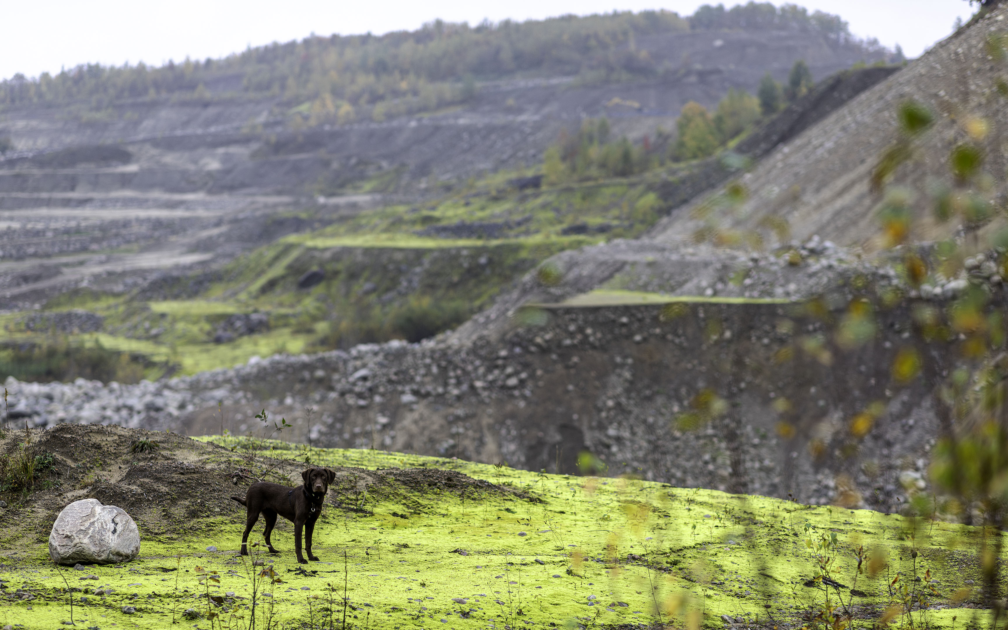 taiga_peb_cliff_moss