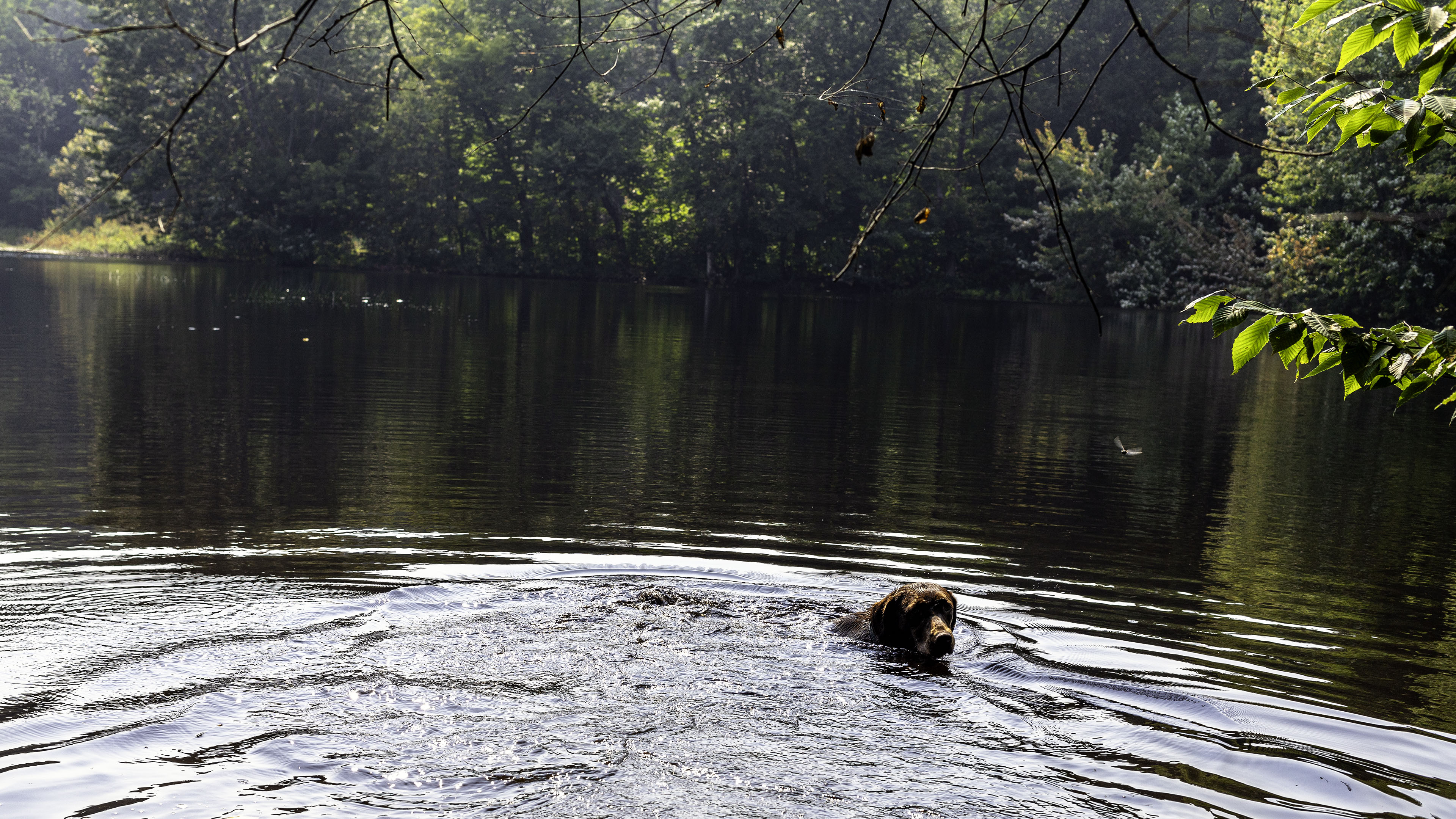 taiga_pond_swim