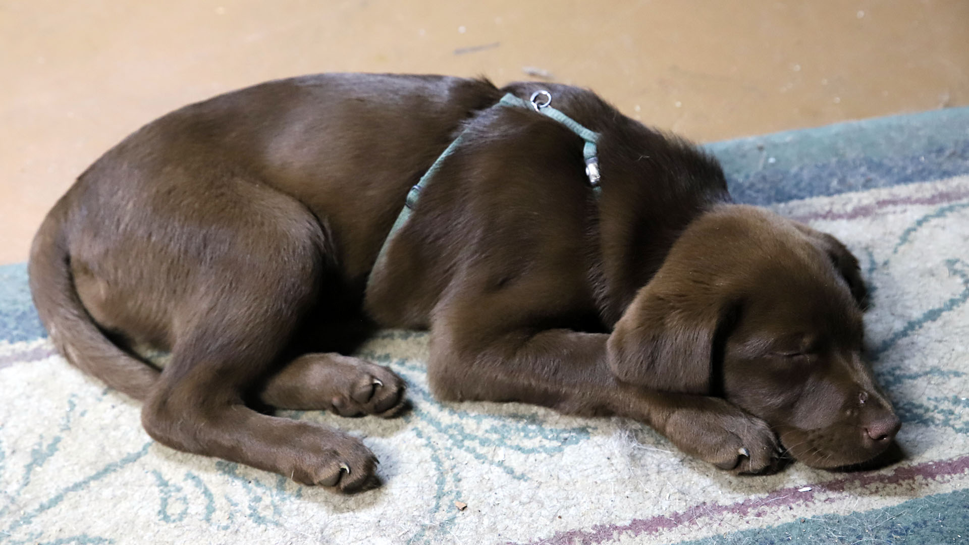 taiga_puppy_sleep