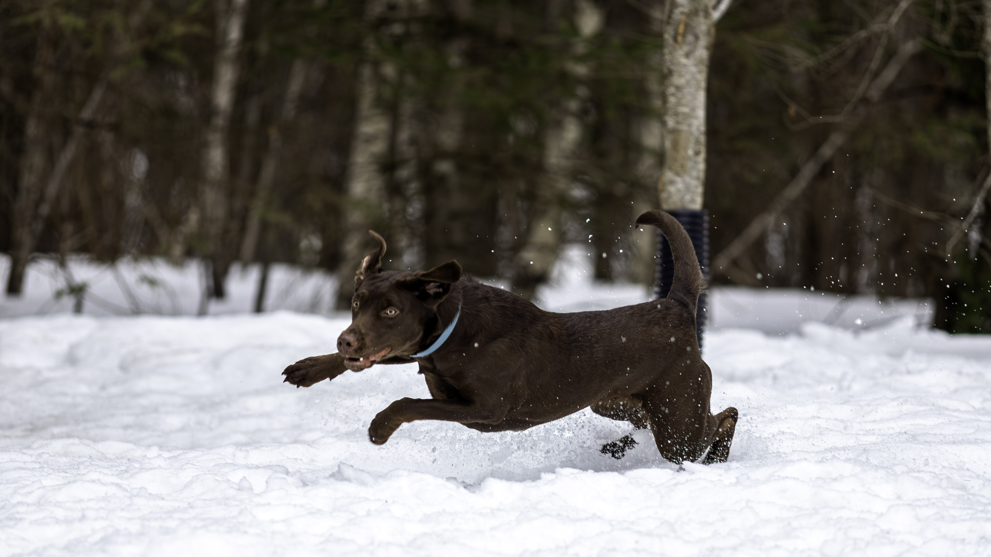 taiga_run_disk_snow_1