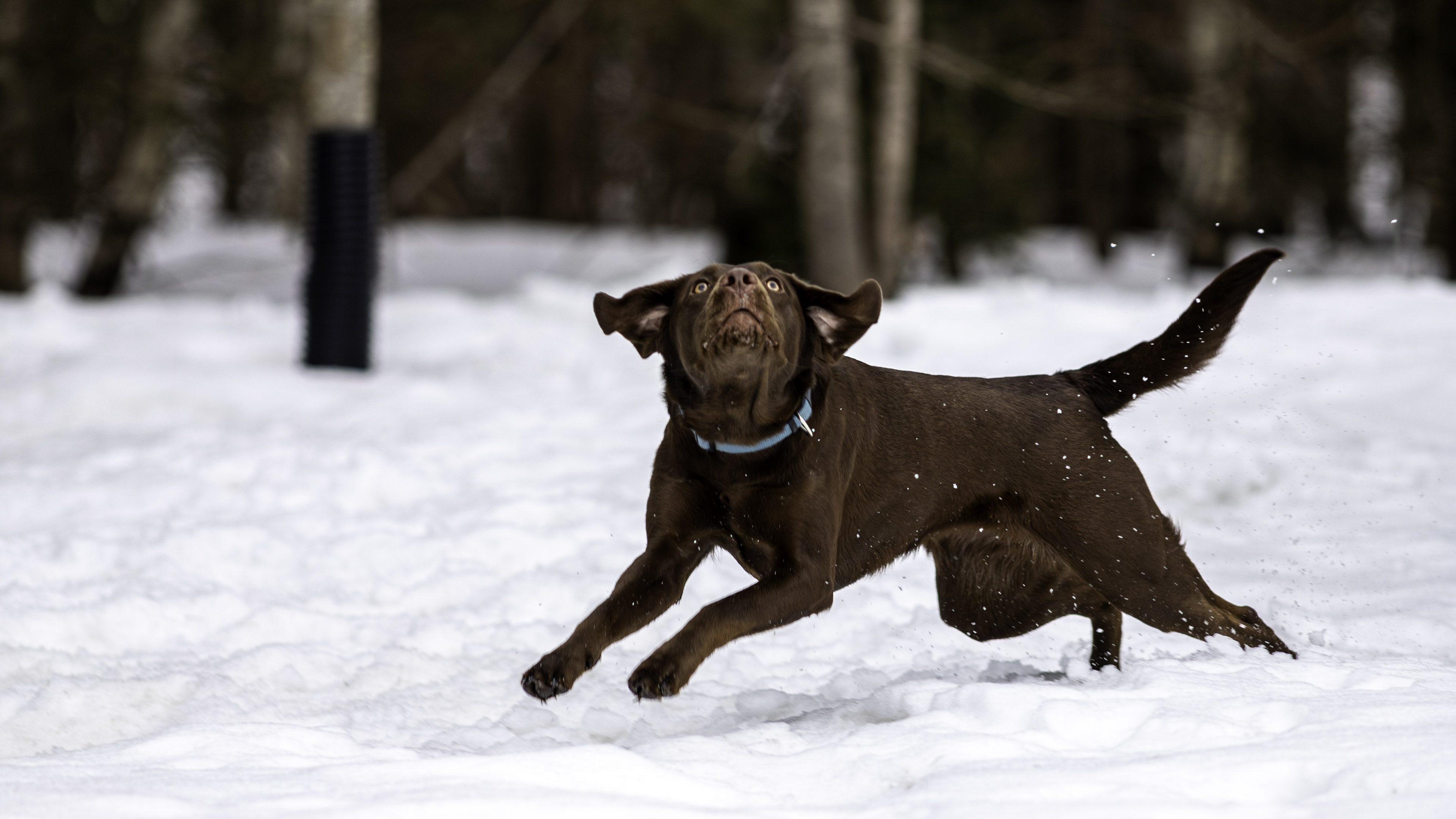 taiga_run_disk_snow_2