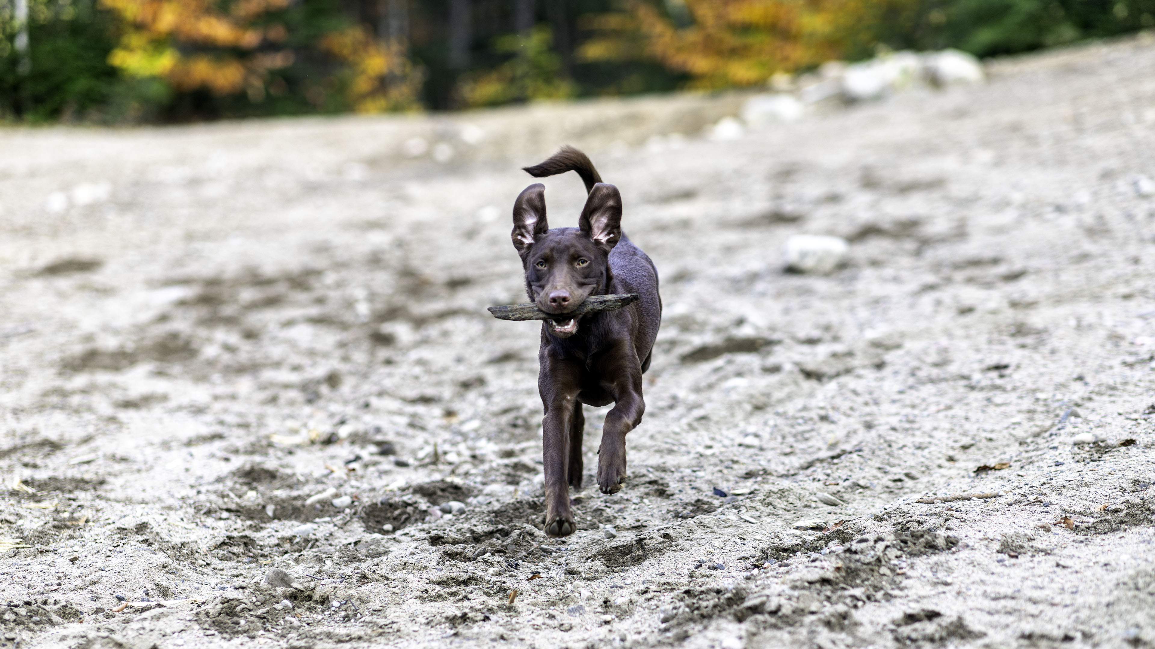 taiga_run_mouse_sand