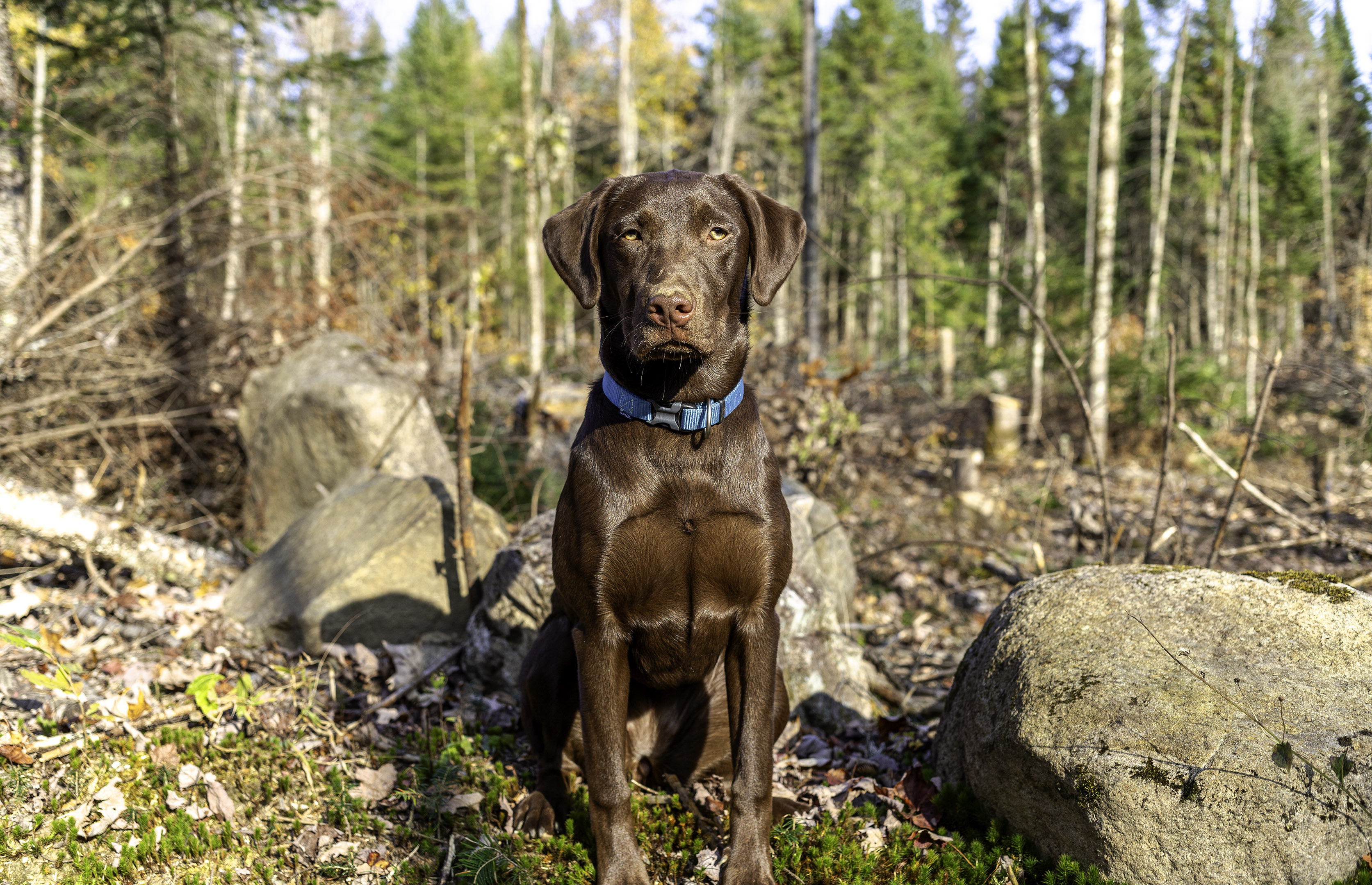 taiga_sit_blue_collar