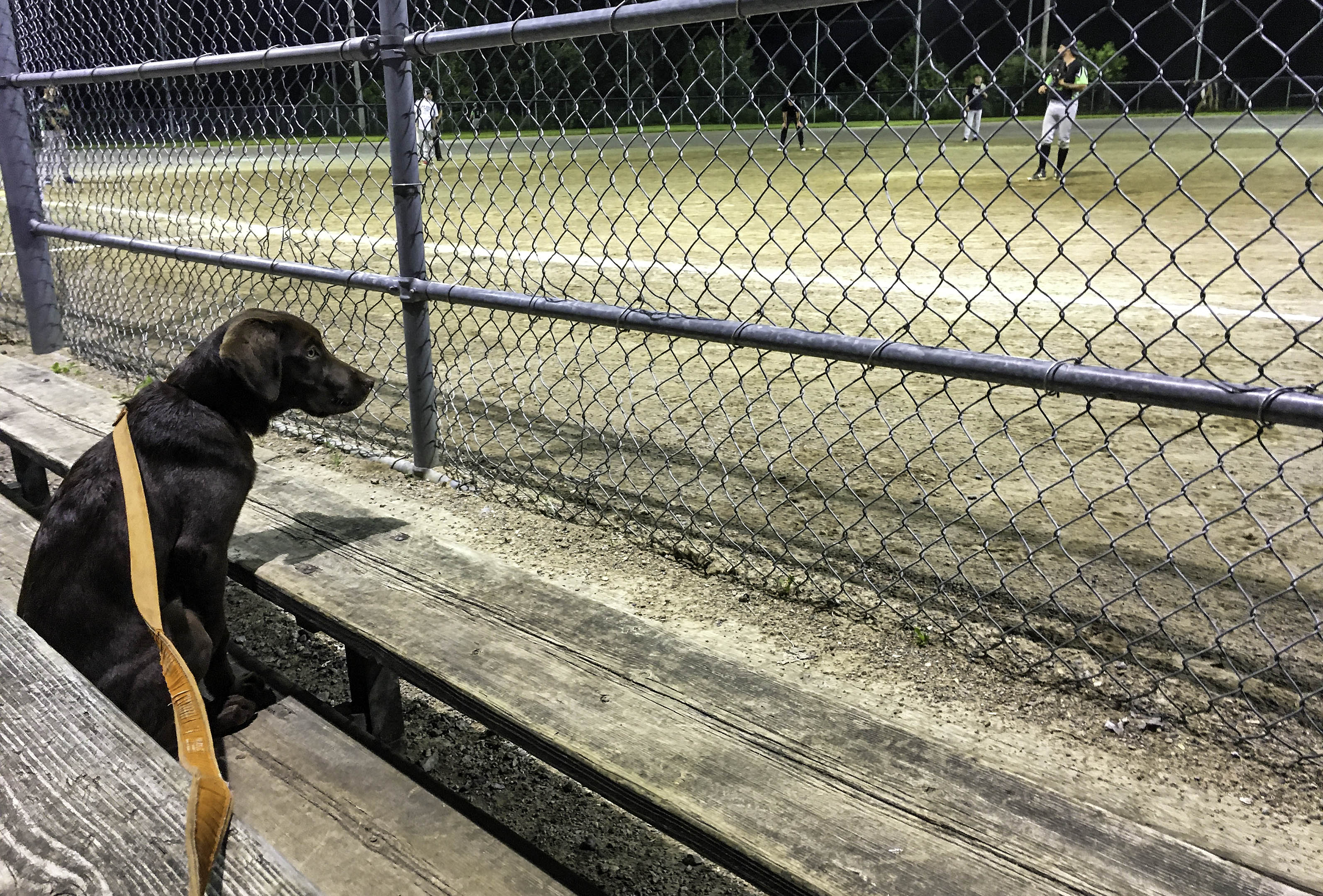 taiga_softball_spectator