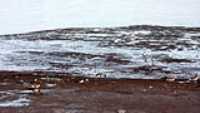 bernaches_3