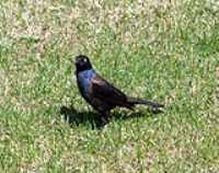 blue_bird