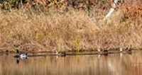 canard_etan