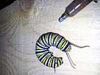 chenille