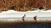duck_male_female_shore_snow