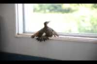 fireplace_trapped_bird