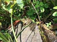grenouille_roche_lac
