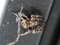 jumpy_spider