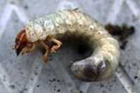 larvae_garden