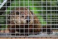 marmotte_cage