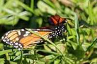 monarch