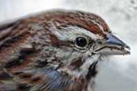 oiseau_macro_garage