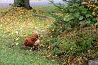 poule