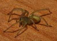 spiders