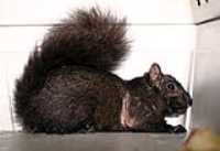 squirrel_02