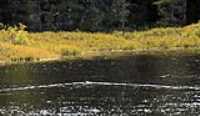 two_ducks