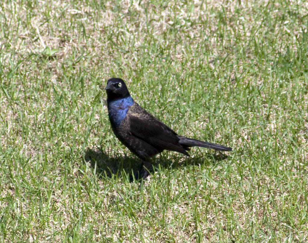 blue_bird