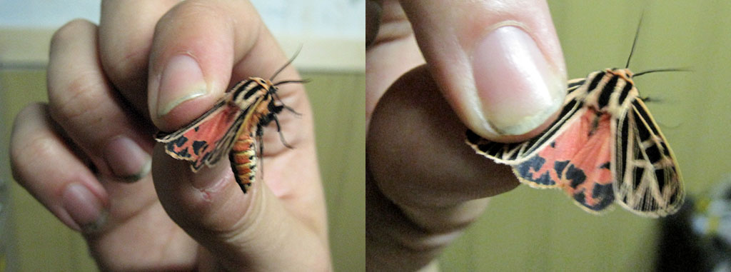butterfly