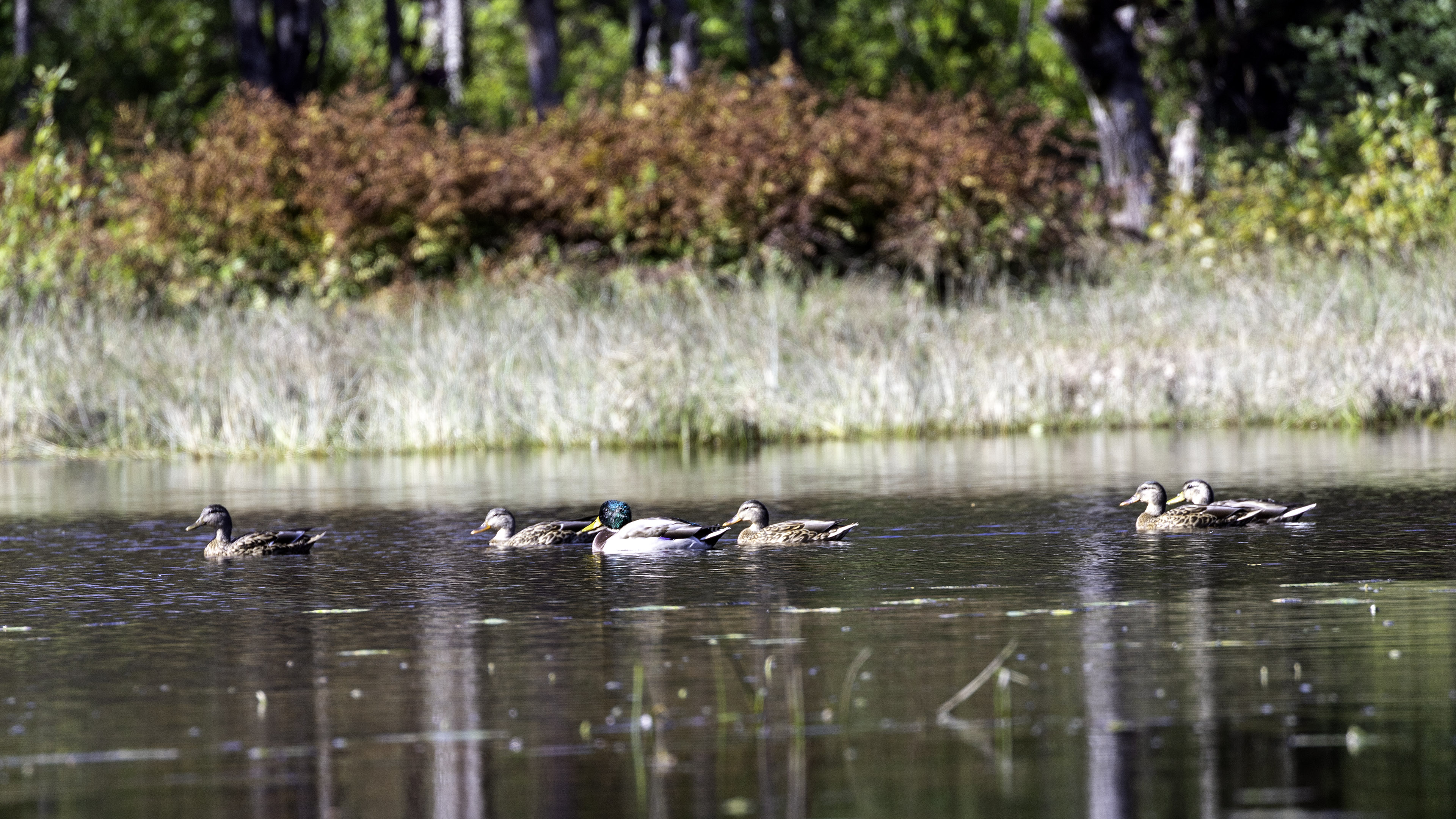 canard_etan_ext