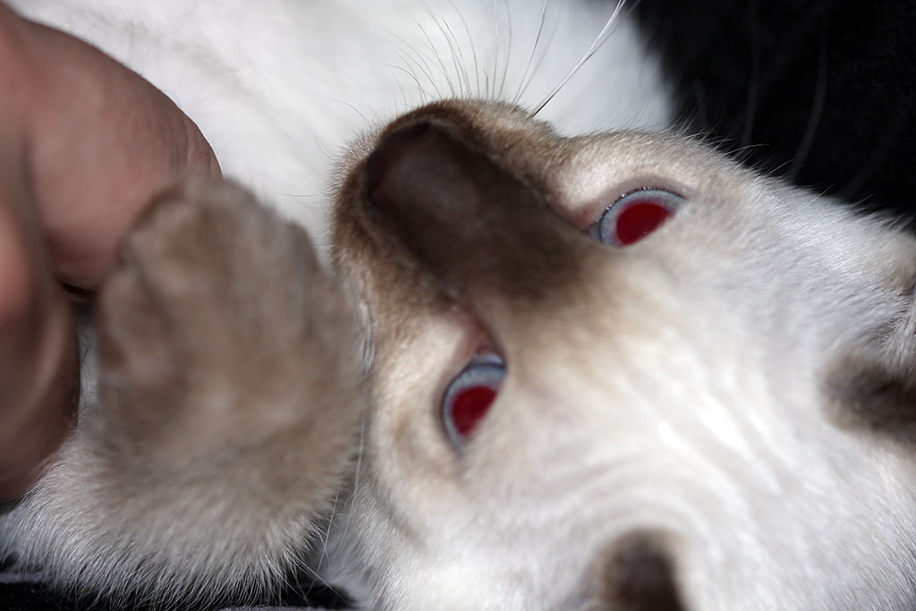 copernic_close_up